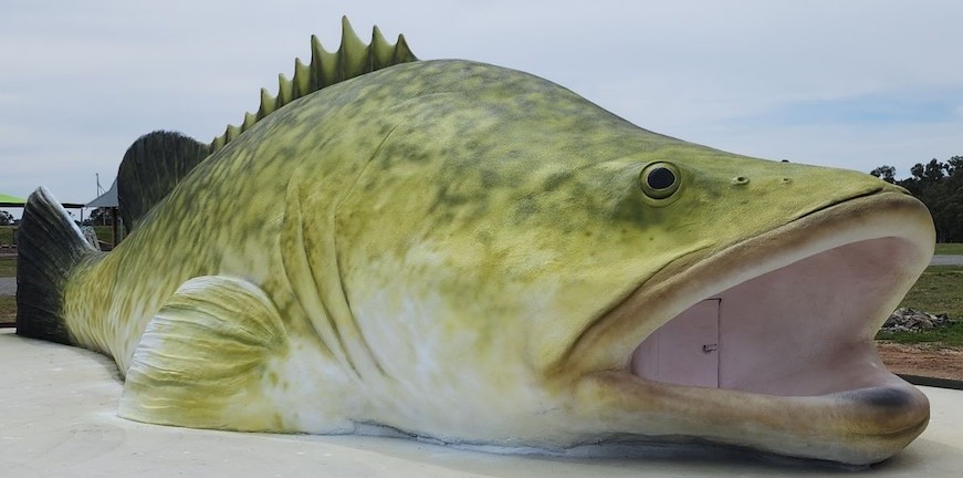 World's Largest Murray Cod Sculpture